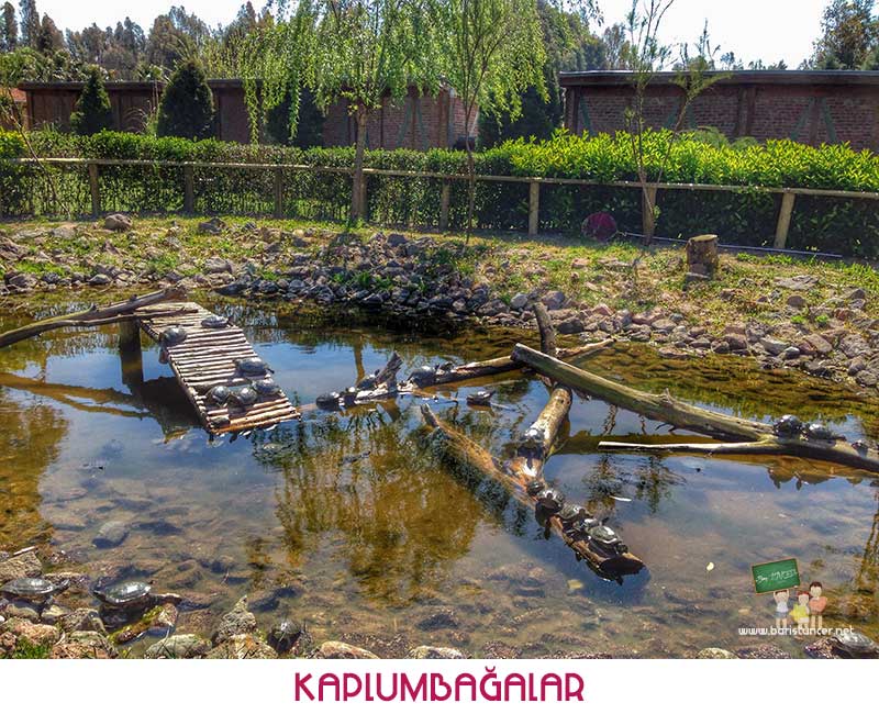 Sasalı-Kaplumbağalar