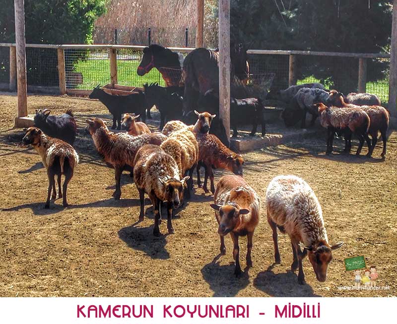 Sasalı-Koyun-Midilli