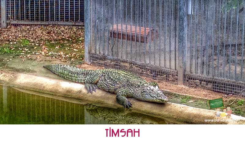 Sasalı-Timsah