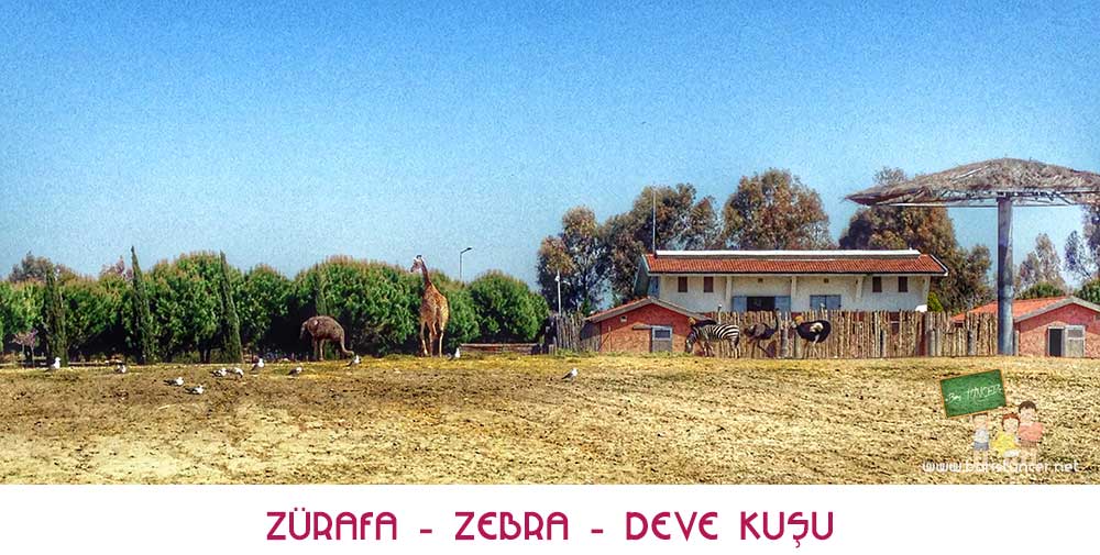 Sasalı-Zürafa-Zebra-Deve-Kuşu